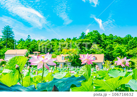 安平町　ハスの花の風景 106716632