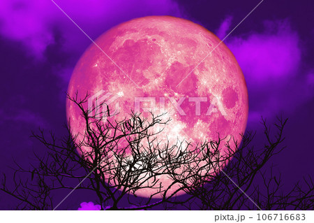 Super pink strawberry moon and silhouette tree in the night sky 106716683