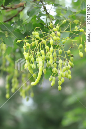 たくさん実った槐(エンジュ)の果実 たくさん実った槐(エンジュ)の果実 106716929