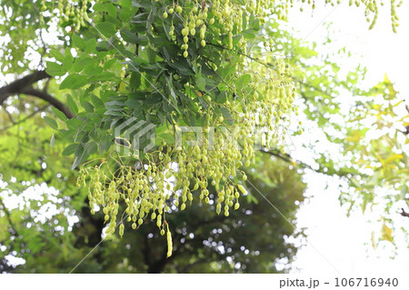 たくさん実った槐（エンジュ）の果実 106716940