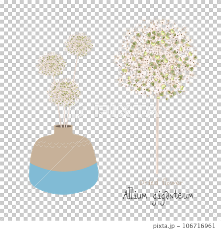 花瓶中的蔥/大蔥乾花 花瓶中的蔥/大蔥乾花 106716961