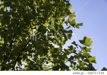 tulip tree with green foliage in windy weather 106717194