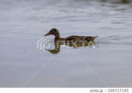 hungry ducks swimming on the lake in the summer hungry ducks swimming on the lake in the summer 106717195