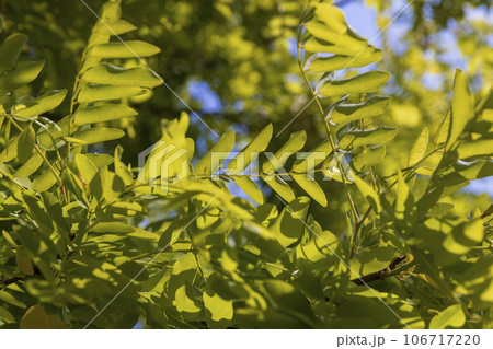 the acacia tree is white with green foliage during flowering in spring the acacia tree is white with green foliage during flowering in spring 106717220