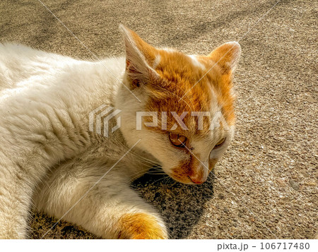 春の日差しと日向ぼっこする猫 春の日差しと日向ぼっこする猫 106717480