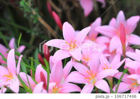 愛らしい「サフランモドキ」の花 106717486