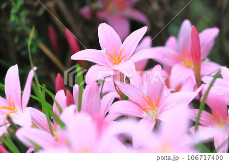 愛らしい「サフランモドキ」の花 106717490