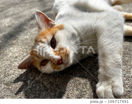 春の日差しと日向ぼっこする猫 106717491