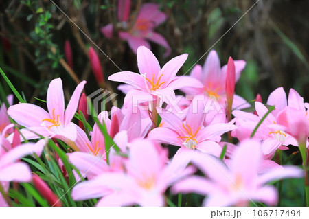 愛らしい「サフランモドキ」の花 106717494