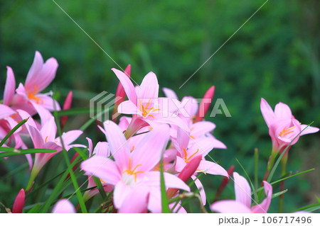 愛らしい「サフランモドキ」の花 愛らしい「サフランモドキ」の花 106717496