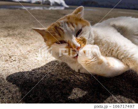 春の日差しと日向ぼっこする猫 106717497