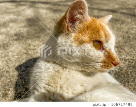 春の日差しと日向ぼっこする猫 106717499