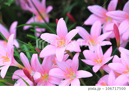 愛らしい「サフランモドキ」の花 愛らしい「サフランモドキ」の花 106717500