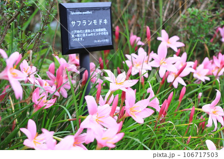 愛らしい「サフランモドキ」の花 106717503