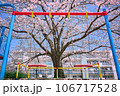 ブランコと桜 106717528