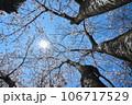 桜と光彩 106717529