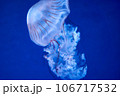 クラゲ 106717532