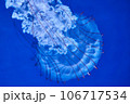 クラゲ 106717534