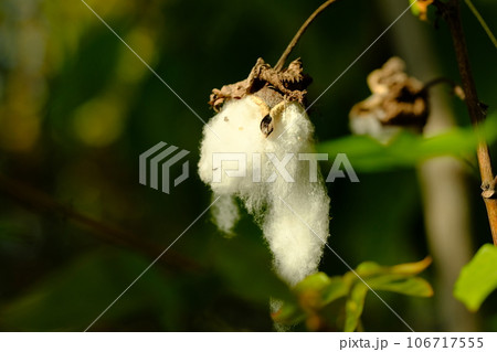 カイトウメンの種子 106717555