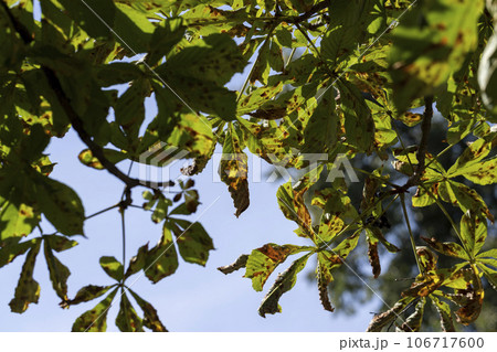 High chestnut tree in summer High chestnut tree in summer 106717600