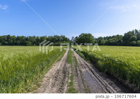 mud on a country road through a field of cereals 106717604