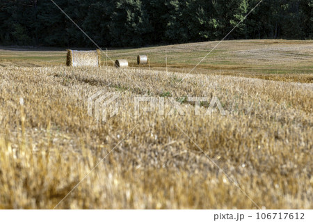 Straw stack after harvesting grain in the field 106717612