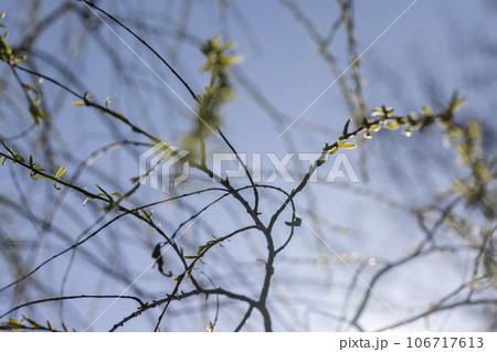 leafless willow trees in the spring season 106717613