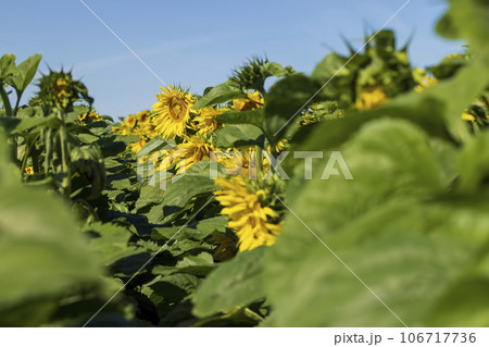 Beautiful blooming yellow sunflowers in the summer Beautiful blooming yellow sunflowers in the summer 106717736