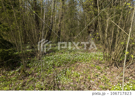 fading white small flowers anemone in the forest fading white small flowers anemone in the forest 106717823