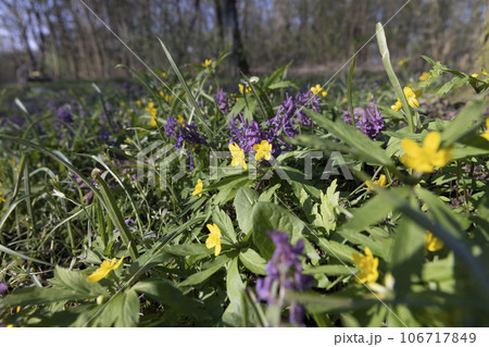beautiful purple flowers in the forest 106717849