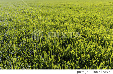 agricultural field with green signs in the spring season agricultural field with green signs in the spring season 106717857