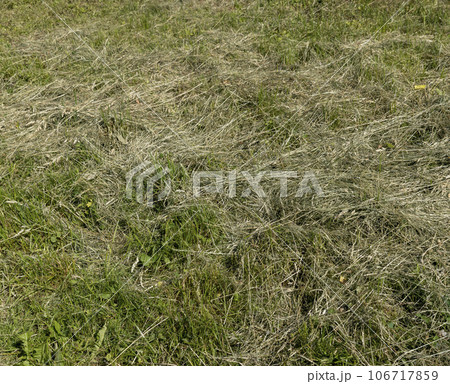 harvesting and drying hay grass for use in winter 106717859