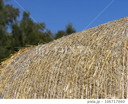 A field with cereals in the summer A field with cereals in the summer 106717860