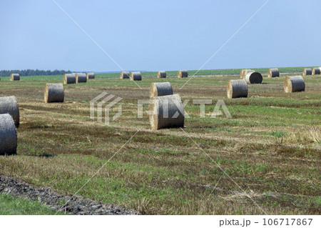 Straw stack after harvesting grain in the field 106717867