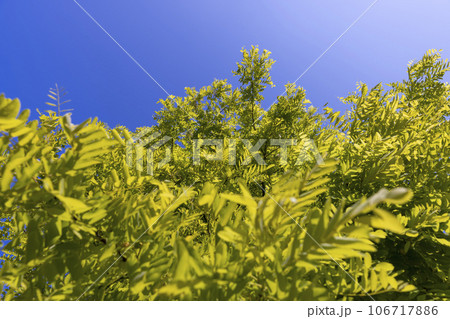 the acacia tree is white with green foliage during flowering in spring the acacia tree is white with green foliage during flowering in spring 106717886