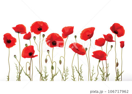 Row of poppy flowers isolated on white background.GenerativeAI. 106717962