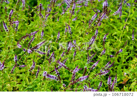 Close-up on a spearmint 106718072