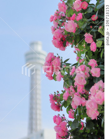 マリンタワーと山下公園のバラ風景 マリンタワーと山下公園のバラ風景 106718153