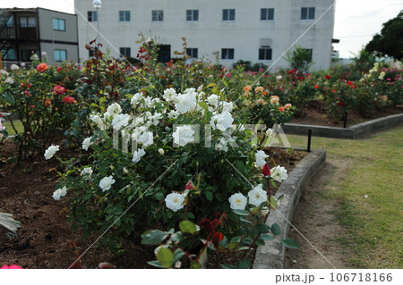 荒尾市　おもやい市民花壇　バラの花、 106718166