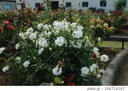 荒尾市　おもやい市民花壇　バラの花、 106718167