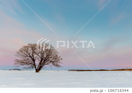 夕方のハレニレの木 106718344