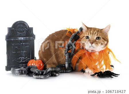 ginger cat and halloween 106718427