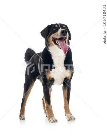 adult Appenzeller Sennenhund 106718431