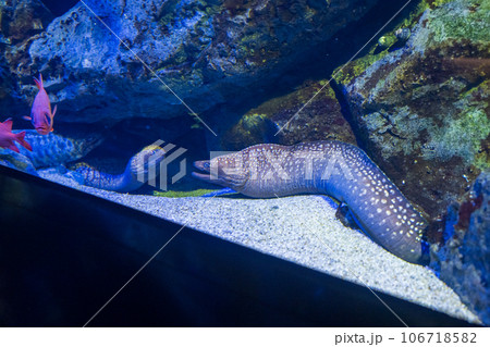 日本の香川県坂出市の水族館の美しい展示 日本の香川県坂出市の水族館の美しい展示 106718582