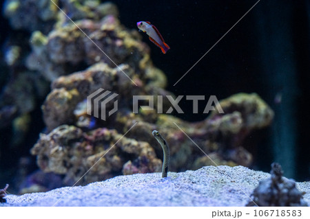 日本の香川県坂出市の水族館の美しい展示 106718583