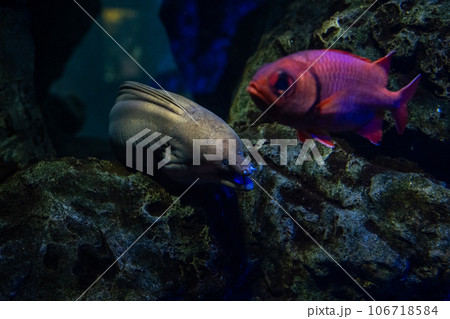 日本の香川県坂出市の水族館の美しい展示 106718584