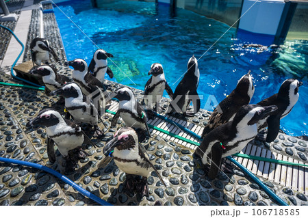 日本の香川県坂出市の水族館の美しい展示 106718585
