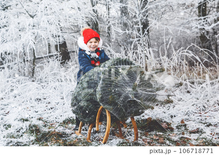 Happy little girl pushing Christmas tree on sleigh. Cute preschool child on fir tree cutting plantation. Family choosing, cut and felling own xmas tree in forest, family tradition in Germany 106718771