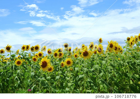 ひまわりの丘公園 ひまわりの丘公園 106718776