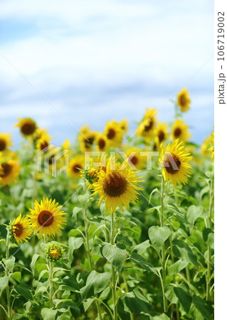一面に広がるひまわり畑 一面に広がるひまわり畑 106719002